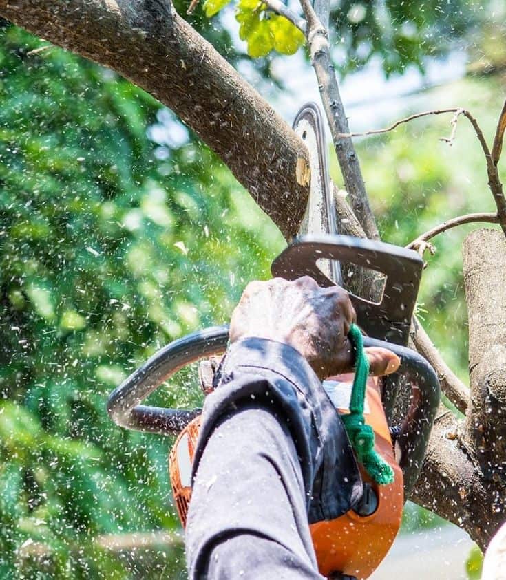 Heartwood Tree Care lead arborist