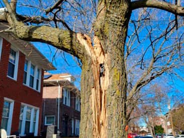 Storm damage cleanup