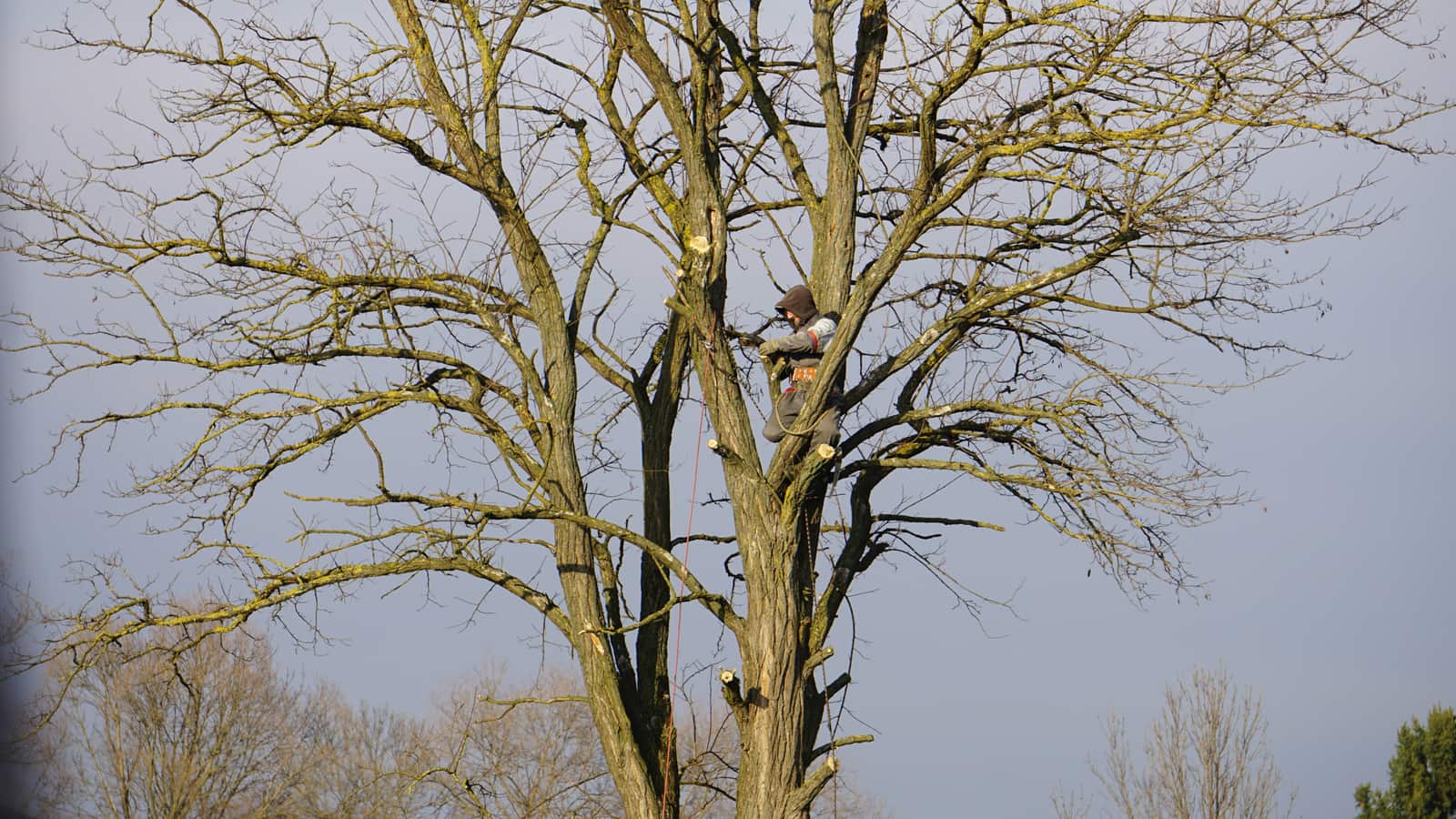 Tree pruning service